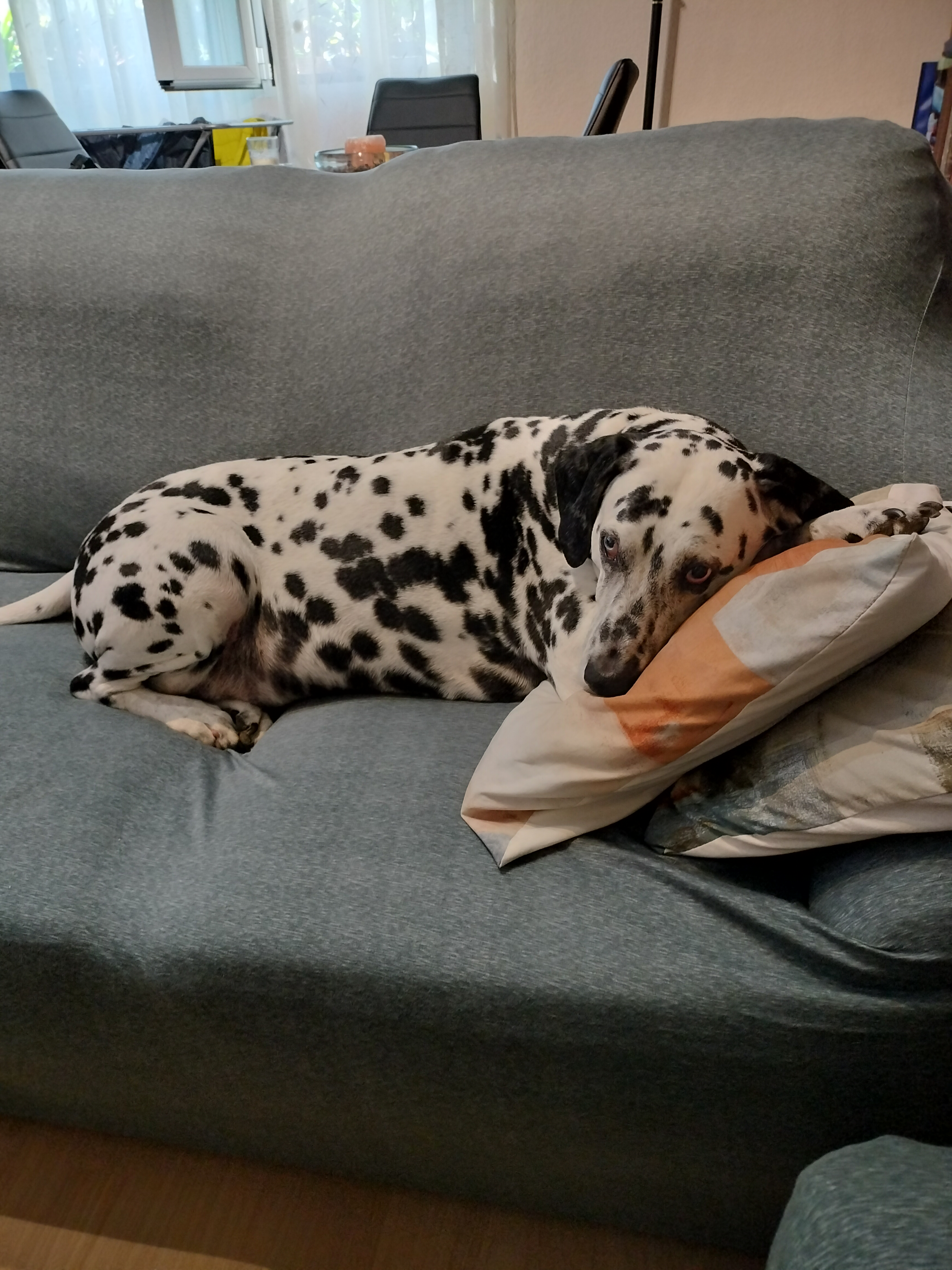 Lío esperando la comida