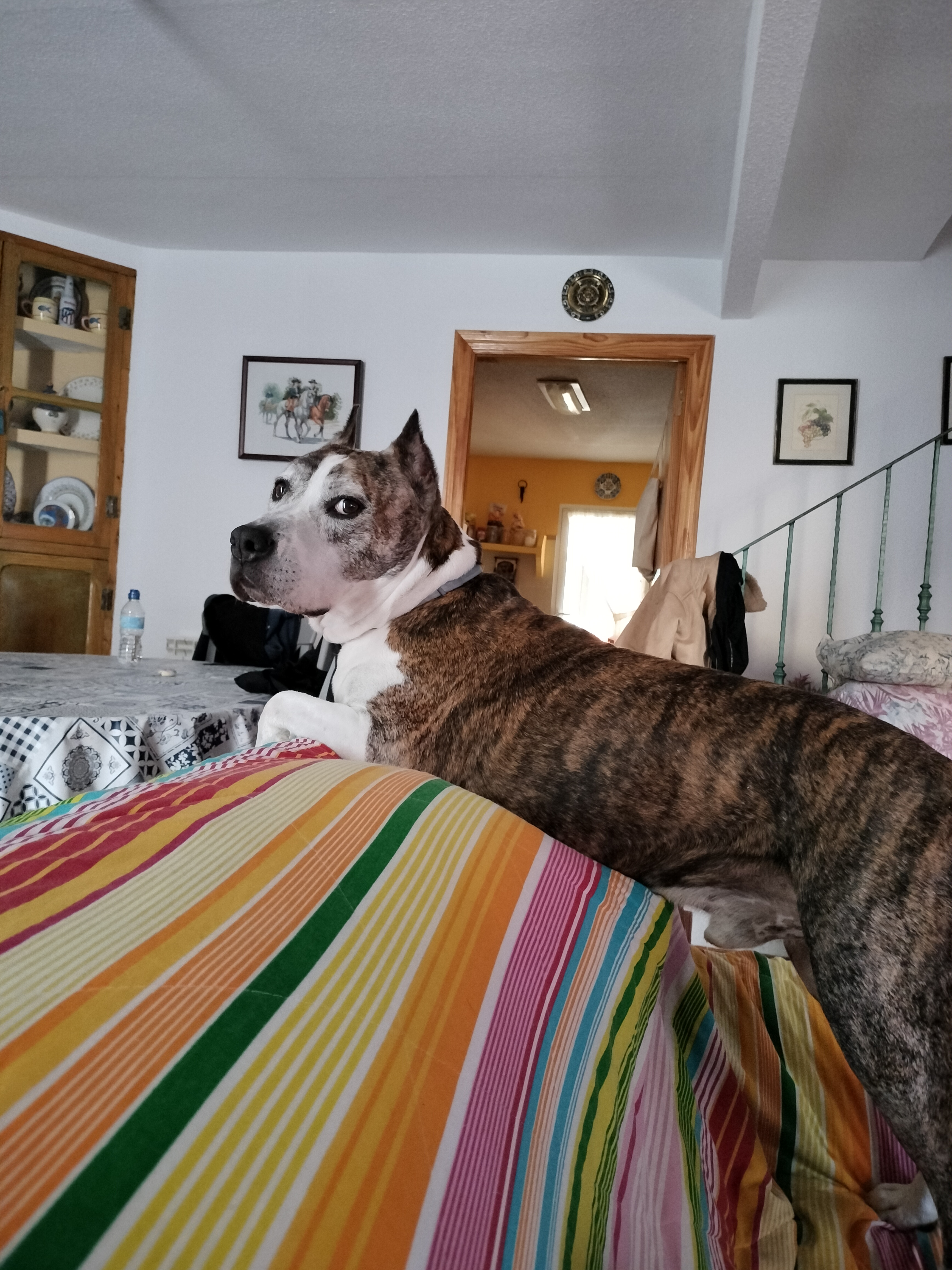 Reco, el American Staffordshire